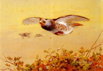  Vuelo Pintura - Perdiz inglesa en vuelo Archibald Thorburn pájaro